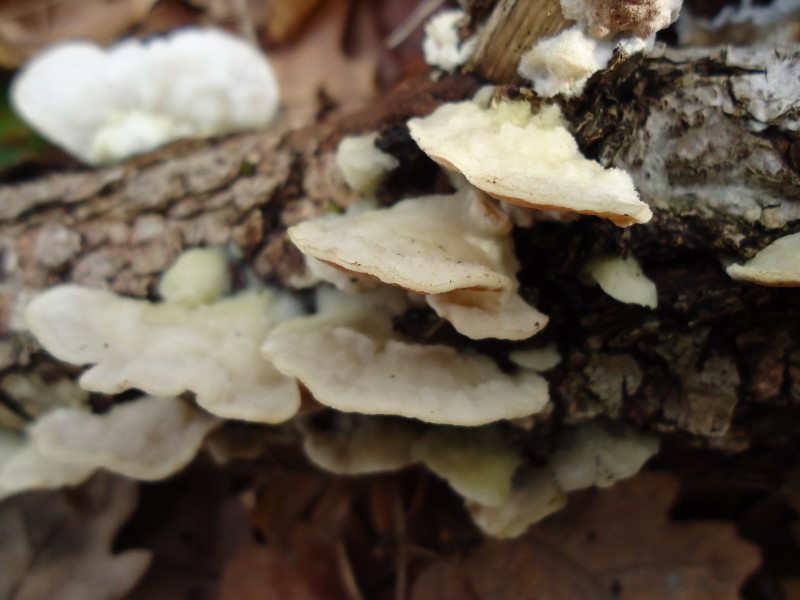 Gloeoporus dichrous
